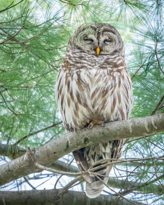 2023 Calendar: Barred Owls » Rogers Photography